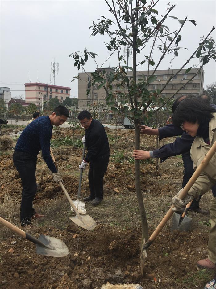 公司組織開展植樹活動為企業增綠添彩